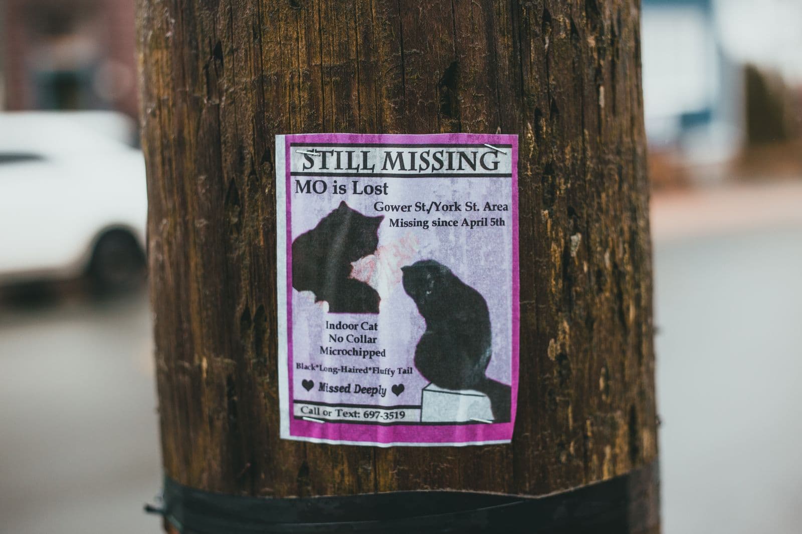 The Lost Pet Poster Photo That Actually Gets You a Call