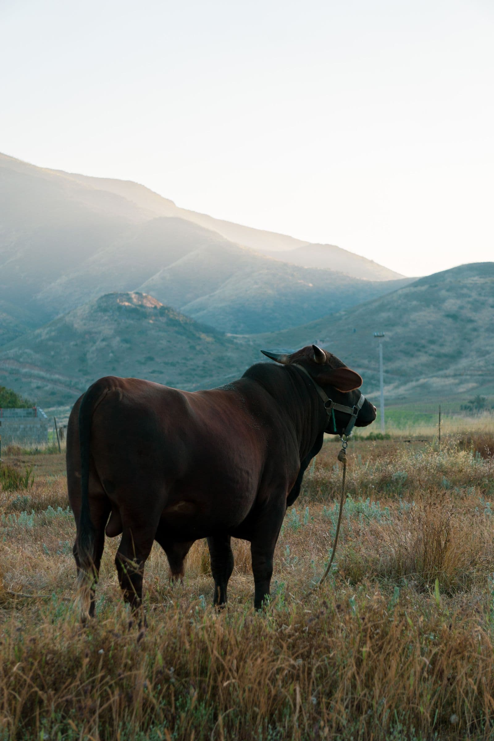 Foto per la vendita di bestiame: l'animale, non il cortile