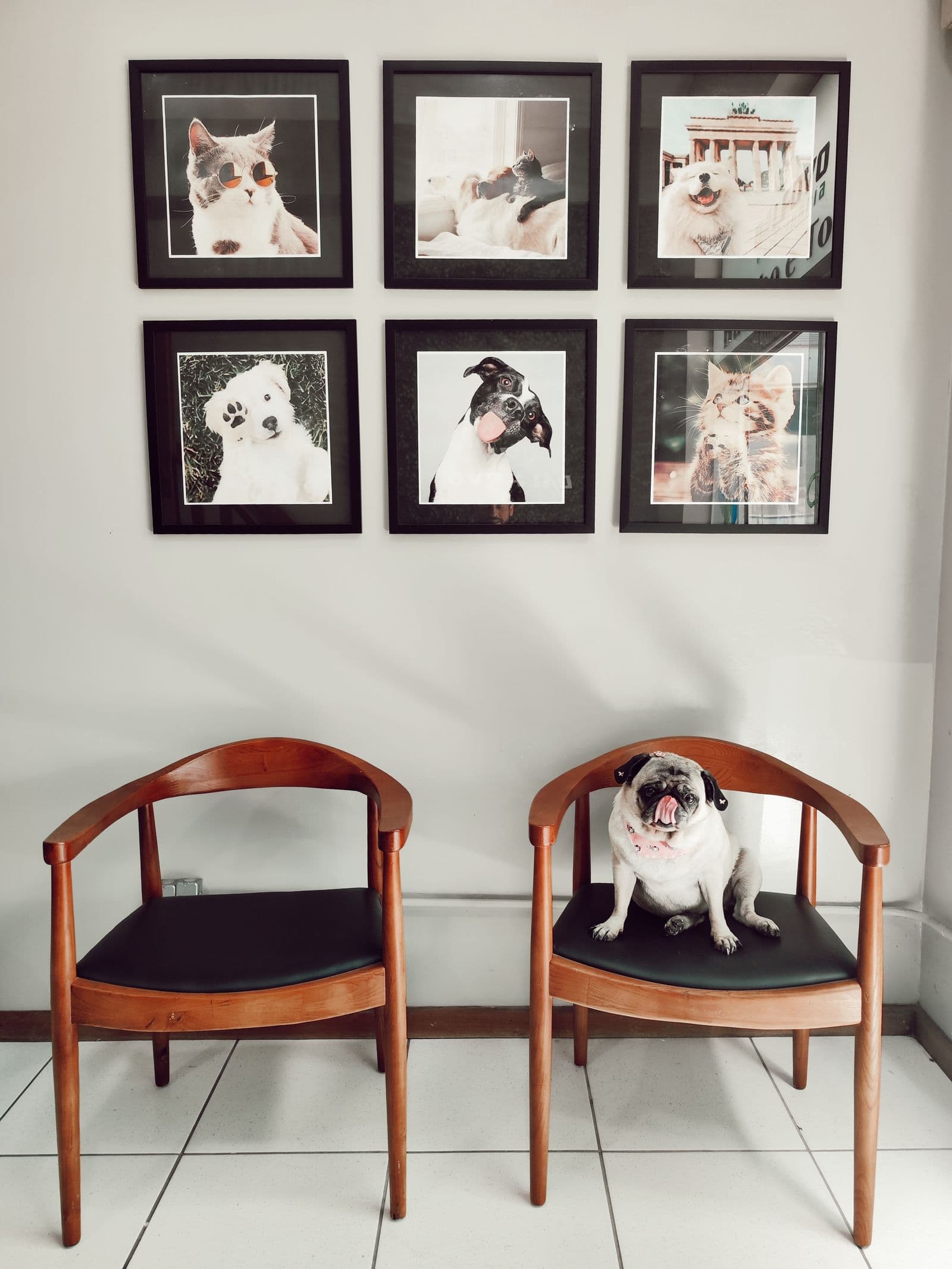 Pet Portrait From Photo: Turn Your Pet Into Wall Art and Gifts
