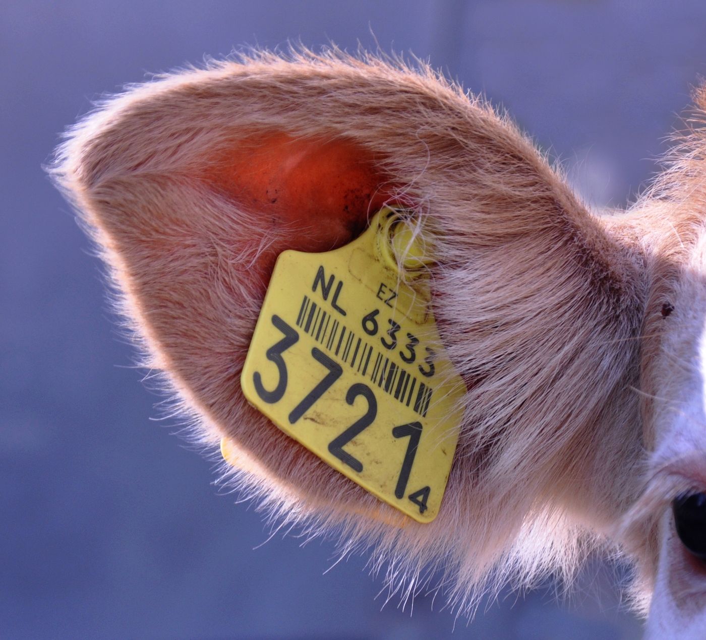 Nahaufnahme des Ohrs eines Kalbs mit gelber Ohrmarke aus Kunststoff, bedruckt mit einem Barcode und der gut lesbaren Nummer 3721.