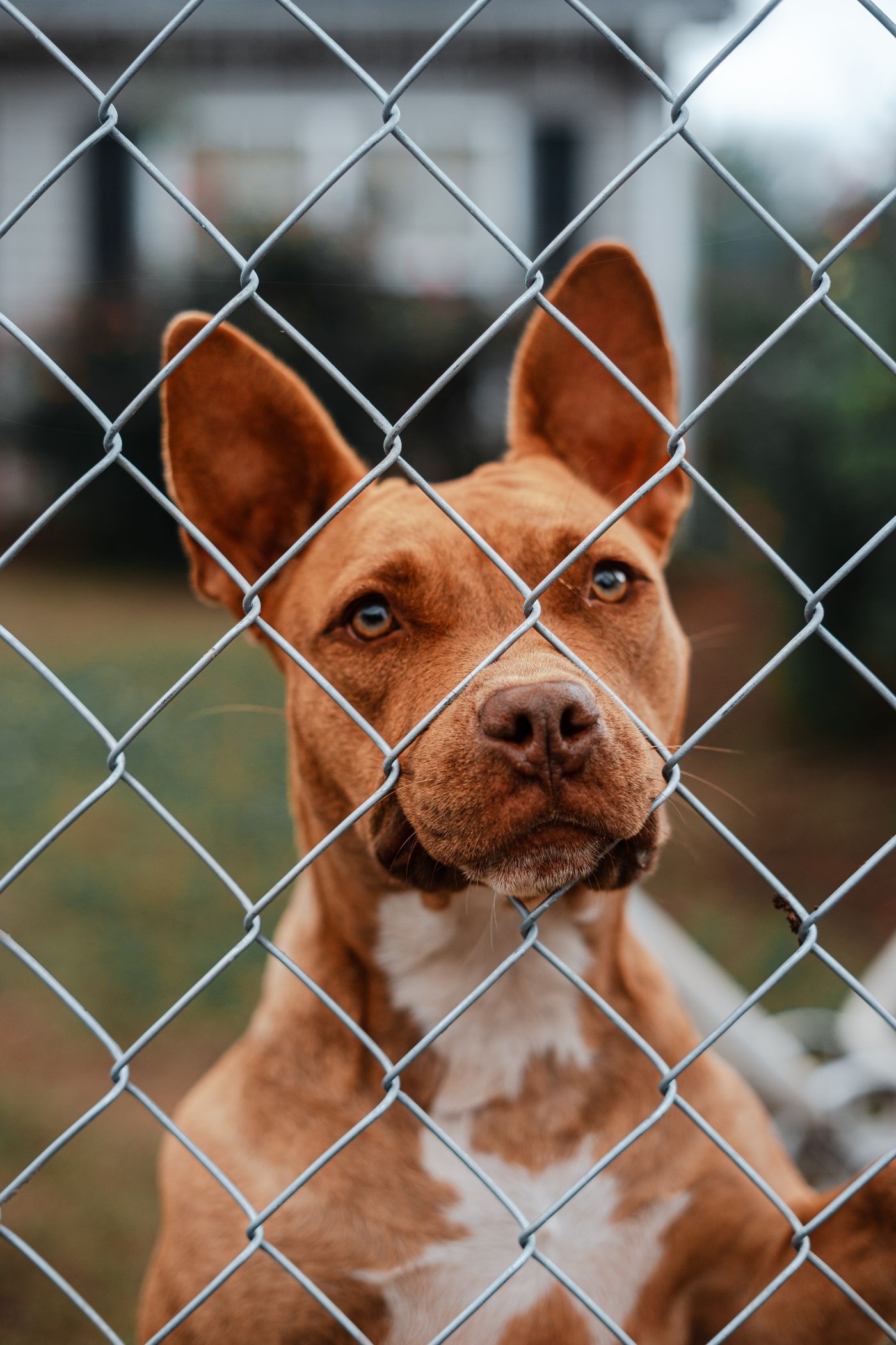 An alert brown dog pressing its face close to a chain-link fence, the wire grid crossing over its muzzle and eyes