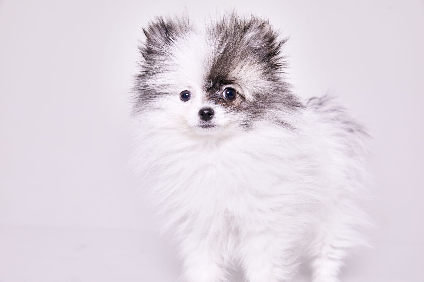 A fluffy long-haired dog cut out cleanly and placed on a soft studio-style background, with individual fur strands visible around the outline