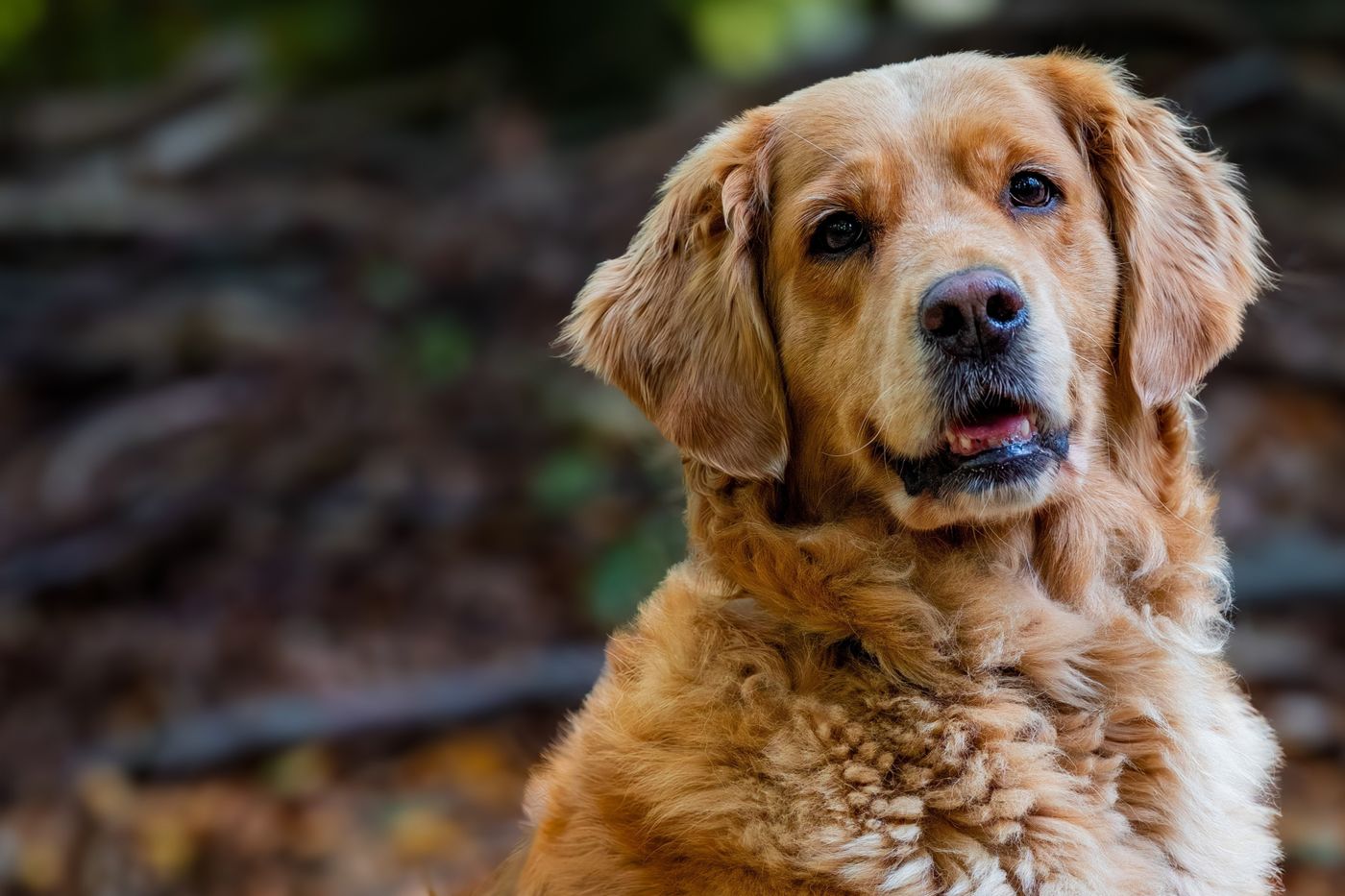 A golden retriever photographed at eye level with sharp, focused eyes in soft natural light