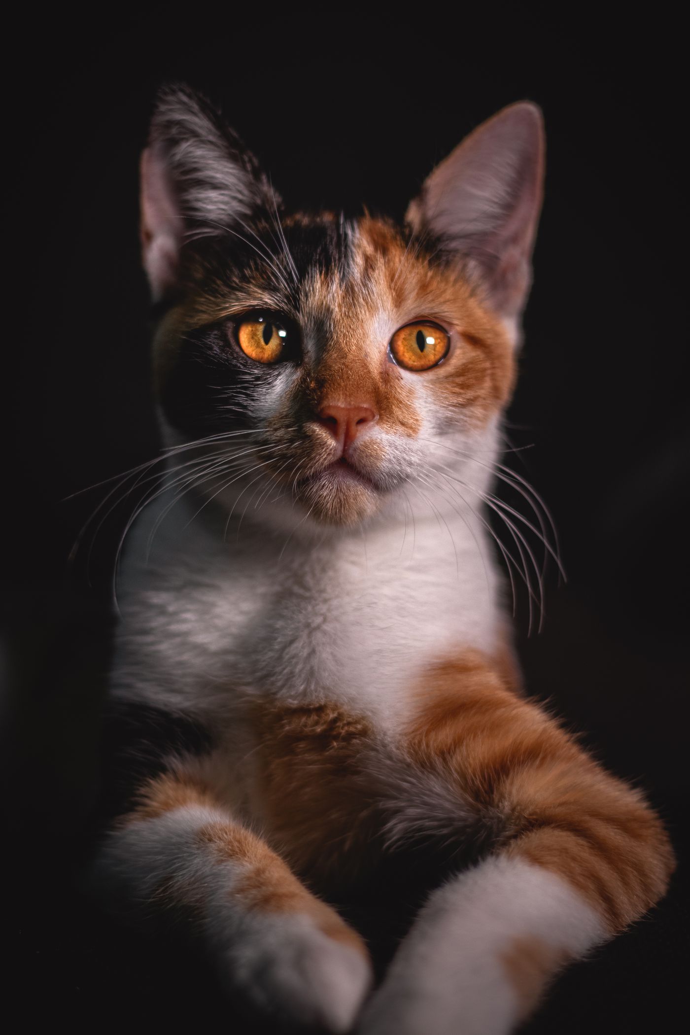 A cat cutout placed on a dark, moody solid-color backdrop styled like a classic studio portrait