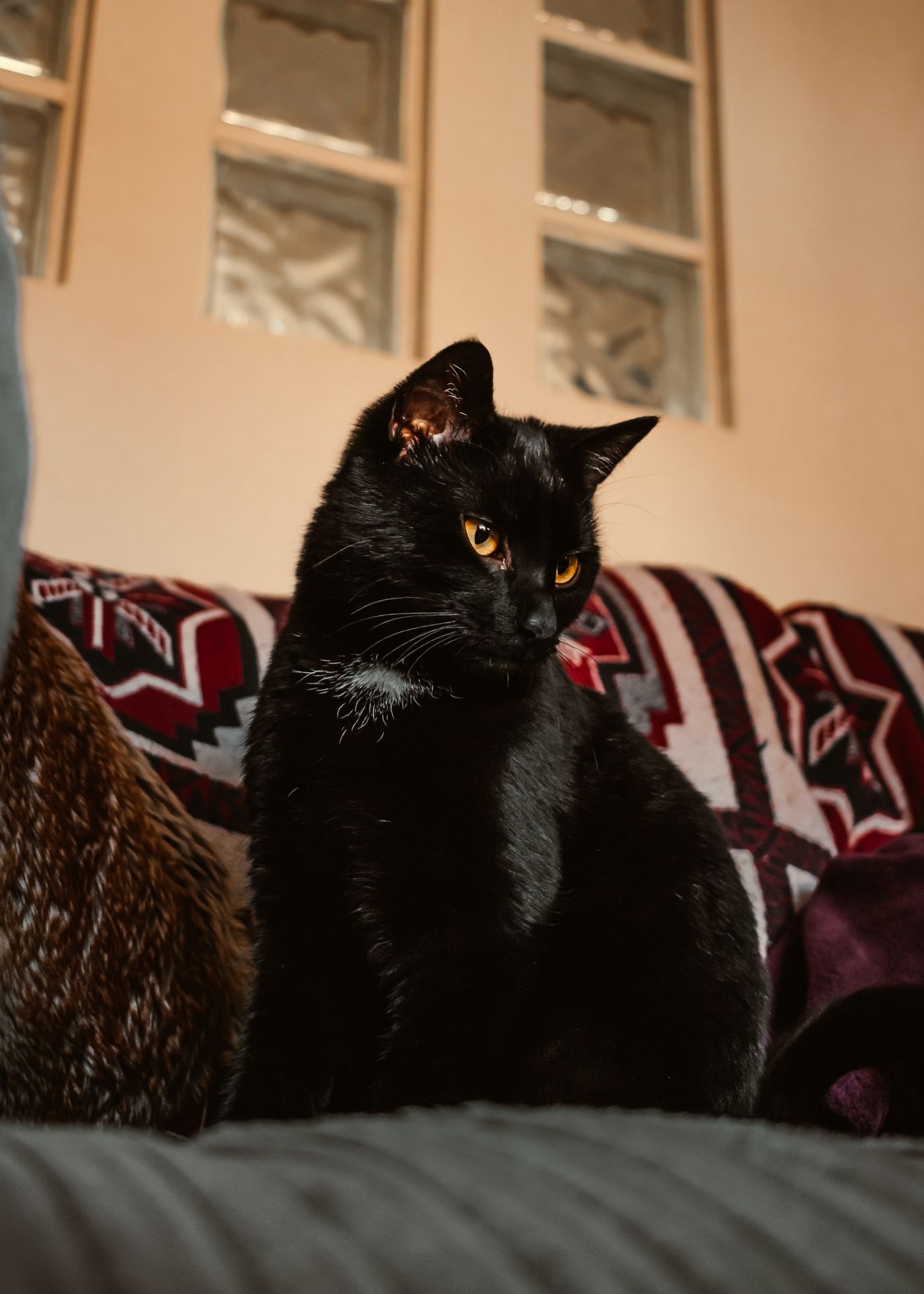 A black cat with a small white chest patch sitting on a red and white patterned sofa throw in a dim room, its dark body merging into the shadows around it