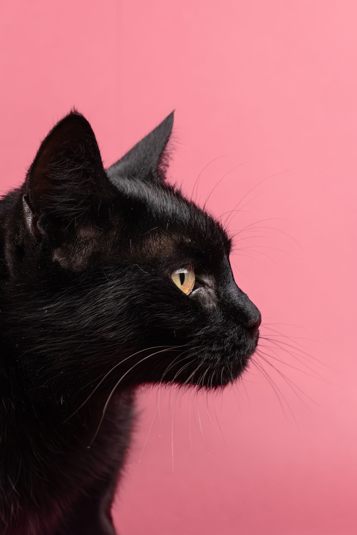 Close-up studio portrait of a black cat facing the camera, its golden eye and whiskers picked out against a solid pink background