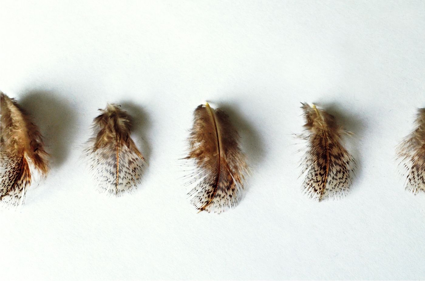 A row of small brown and speckled bird feathers laid out on a plain white paper background, their wispy barbs fanning out at the edges.