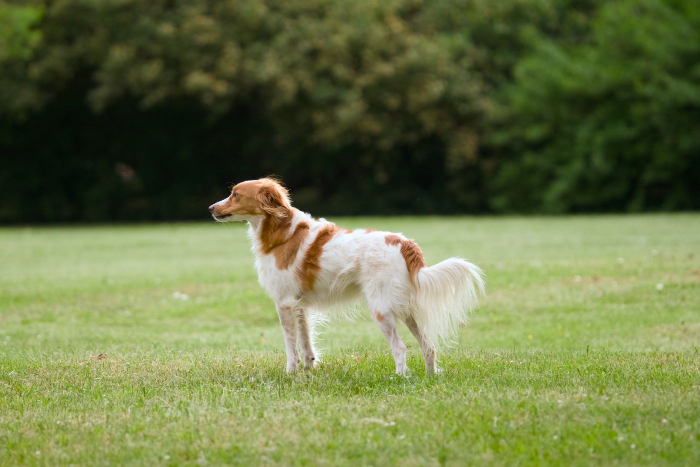 A white and ginger long-haired dog standing side-on in daylight on a mown grass field, whole body visible from nose to feathered tail against dark trees