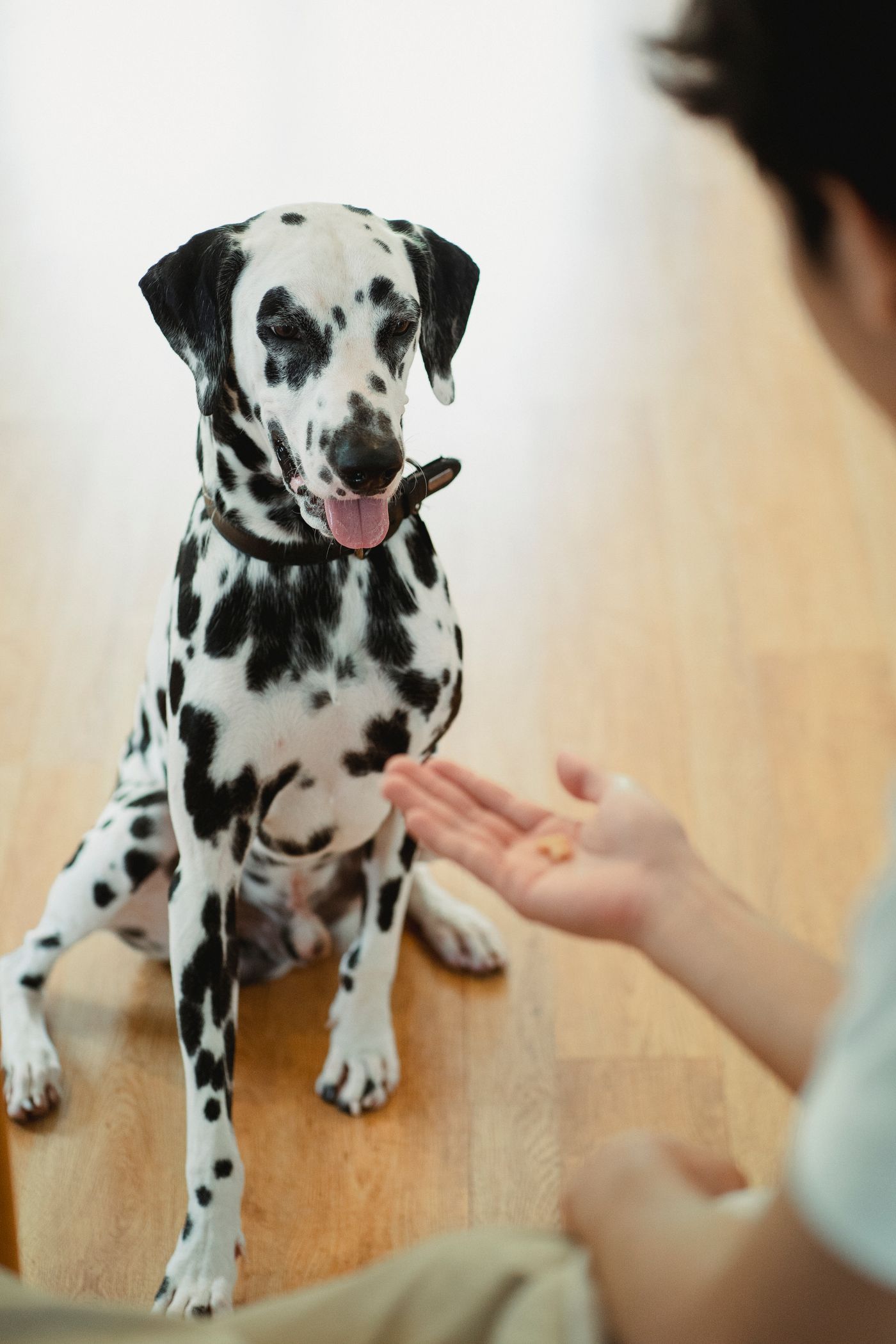 A Dalmatian on a wooden floor staring intently at a treat held out in a person's hand just in front of it